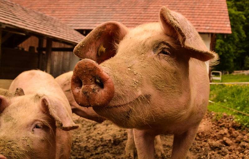 Provozy apelují na zaměstnance, aby se vyhnuly pobytům v lese a do zaměstnání nepřijímají myslivce. Nákazu mohou zavléct i na botách nebo oblečení.