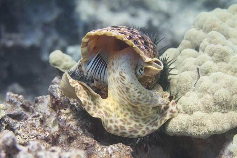 Tritonky, velcí mořští plži, obývají oceány i dnes