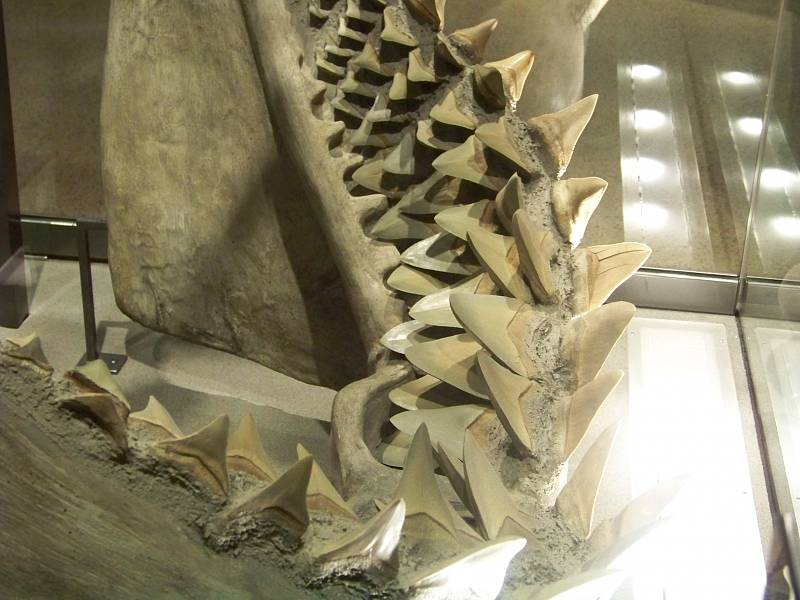 Detail zubů megalodona.