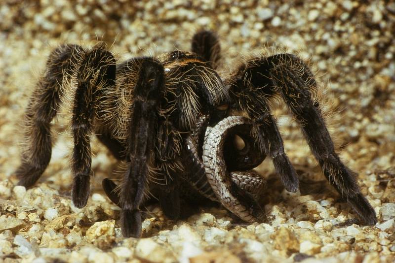 Tarantule lovící hada