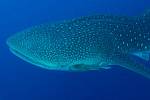 Jako největší ryba na světě bývá označován vzácný žralok obrovský (Rhincodon typus), někdy také označován jako žralok velrybí. Živí se stejně jako velryby planktonem.