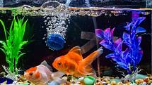 Akvarijní rybičky - Ilustrační foto