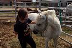 Kontakt s koňmi, takzvaná hiporehabilitace, může pomoci pacientům s postcovidovým syndromem.