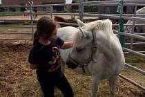 Kontakt s koňmi, takzvaná hiporehabilitace, může pomoci pacientům s postcovidovým syndromem.