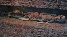 Mumie muže z Nové Anglie, pocházející z doby železné, vystavená v Dolnosaském zemském přírodovědném muzeu v Oldenburgu