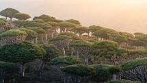 Ostrov Sokotra v Arabském moři je známý především svými prapodivně tvarovanými stromy.