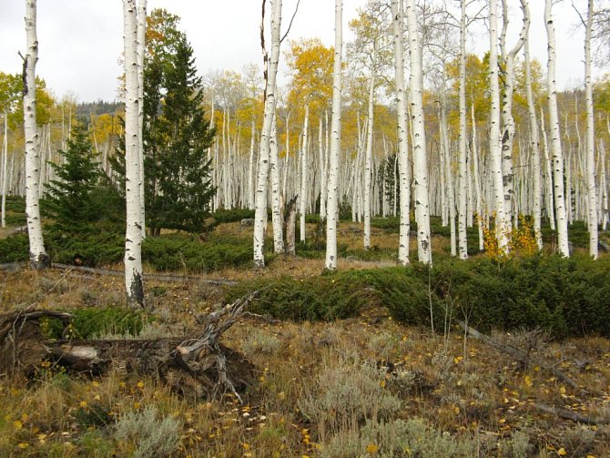 Les Pando v americkém Utahu, nejtěžší živý organismus na Zemi