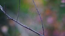 Jakkoli si pod pavučinou nejčastěji představíme pravidelný mnohoúhelník jako na snímku, většina pavučin je ve skutečnosti trojrozměrná a mají tvar trychtýřů a vrstevnatých spletenců