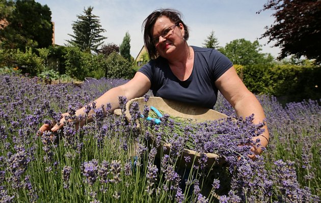 Levandulová zahrada Simona Görtlerové v obci Klapý na Litoměřicku je turistickým fenoménem.