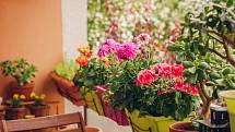 Při výsadbě různých květin do truhlíků byste měli vzít v úvahu, jaké intenzity růstu dosáhnou.