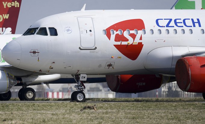 Zajíc běží kolem odstaveného letadla Českých aerolinií na Letišti Václava Havla v Praze na snímku z 29. března 2020