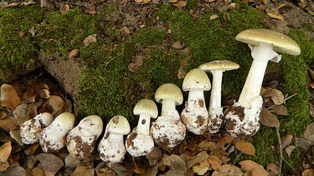 Pozor na přemrzlé houby a muchomůrky! Otravy se množí - Olomoucký deník