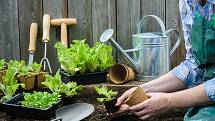Abyste si mohli pochutnat na čerstvé zelenině, potřebuje vaše zahrada březnovou přípravu.