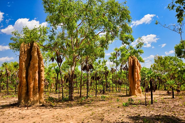 Obří termitiště jezdí do Austrálie obdivovat lidé z celého světa, uchvátí i vás