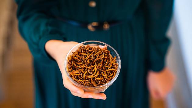 V konzumování jedlého hmyzu je Česko na špici Evropy  v přepočtu na obyvatele. Brněnský startup nově nabízí produkty z červů a cvrčků návštěvníkům vybraných nákupních center ve velkých městech ve specializovaných kioscích.