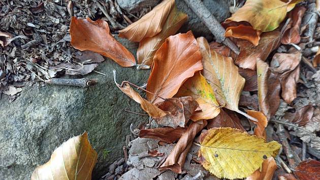 Vlivem sucha začaly stromy předčasně shazovat listí. Foceno ve Vizovicích dne 22. srpna 2022.