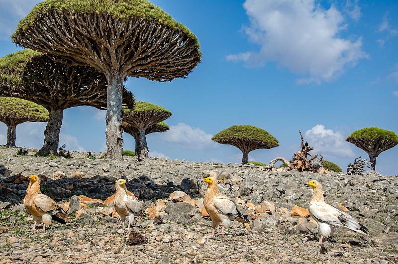 Ostrov Sokotra v Arabském moři je známý především svými prapodivně tvarovanými stromy.
