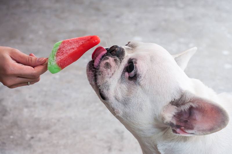 Lidská zmrzlina totiž obsahuje řadu pro psy škodlivých surovin, jako je cukr, mléko s laktózou nebo různá dochucovadla, někdy i umělá sladidla