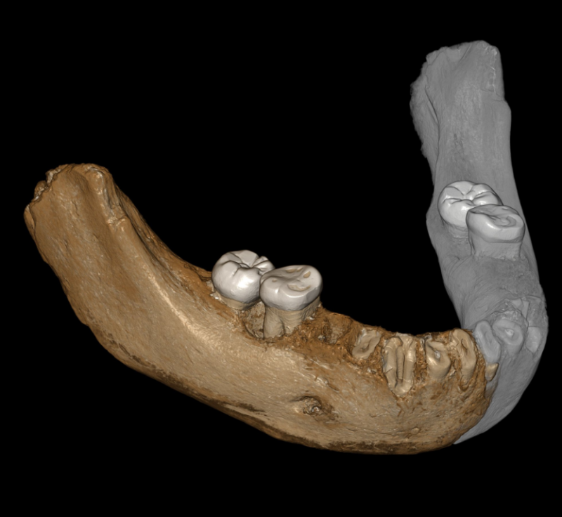 Čelist denisovana nalezená na Tibetské náhorní plošině