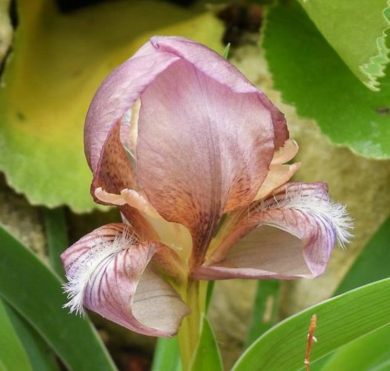 Botanická zahrada Teplice, fotky z expozice