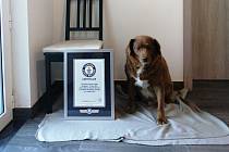 Nejstarší pes na světě Bobi se zapsal do Guinnessovy knihy rekordů.