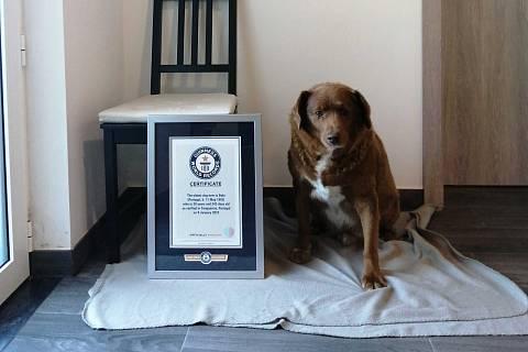 Nejstarší pes na světě Bobi se zapsal do Guinnessovy knihy rekordů.