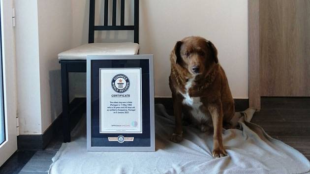 Nejstarší pes na světě Bobi se zapsal do Guinnessovy knihy rekordů