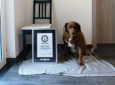 Nejstarší pes na světě Bobi se zapsal do Guinnessovy knihy rekordů