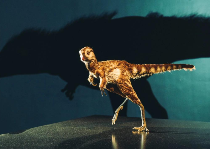 Rekonstrukce mláděte tyrannosaura rexe