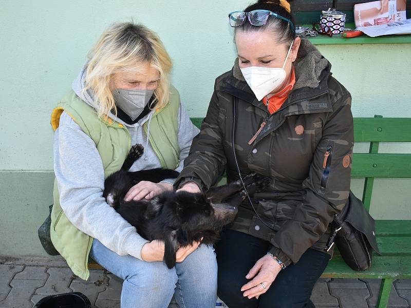 Fenka Nelinka, která byla nalezena na Klatovsku ve velmi zuboženém stavu, s čumáčkem přelepeným izolační páskou, se zotavuje v klatovském útulku v péči Miloslavy Šeflové. V tmavém je zachránkyně psa Marcela Koupšetová.