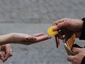 Na ulicích českých měst se zítra už poosmnácté budou prodávat kytičky proti rakovině – tentokrát s tyrkysovou mašlí a zaměřením na nádory plic. Ilustrační foto.