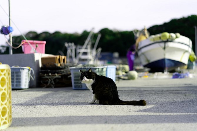 Ostrov Taširodžima  je rájem koček