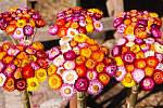 Smil listnatý (Helichrysum bracteatum)