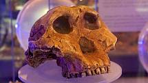 Slavná lebka hominina Paranthropus boisei, zvaná Louskáček