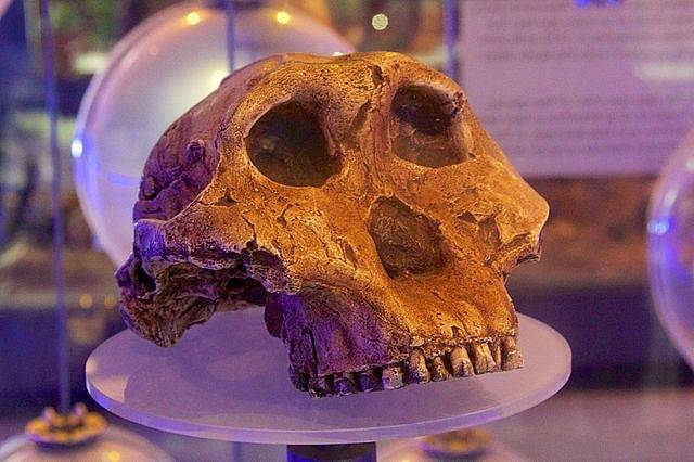 Slavná lebka hominina Paranthropus boisei, zvaná Louskáček