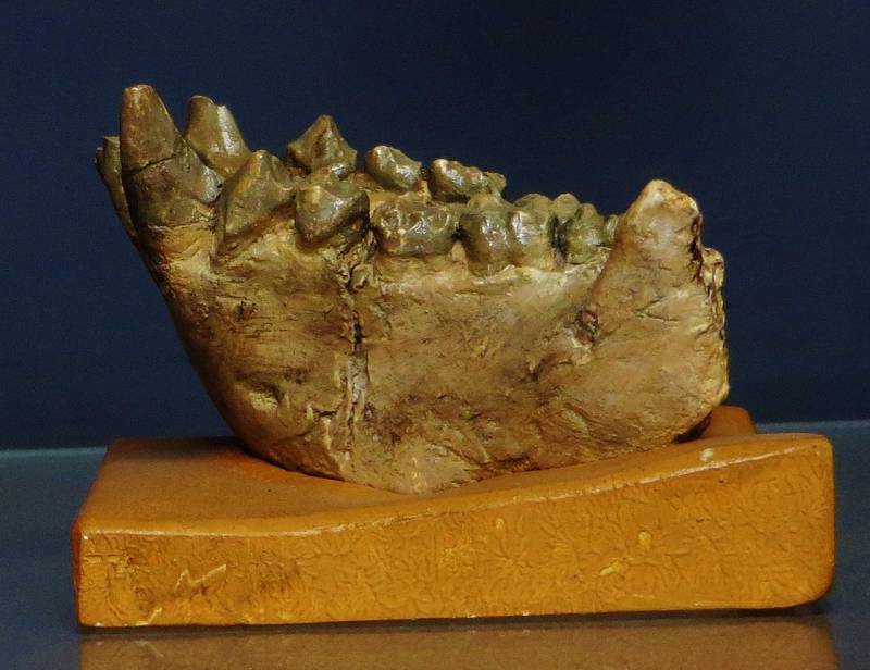 Fosílie rodu Dryopithecus. Ilustrační snímek