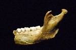 Čelist patřící hominidu Homo antecessor v Muzeu lidské evoluce v Burgosu