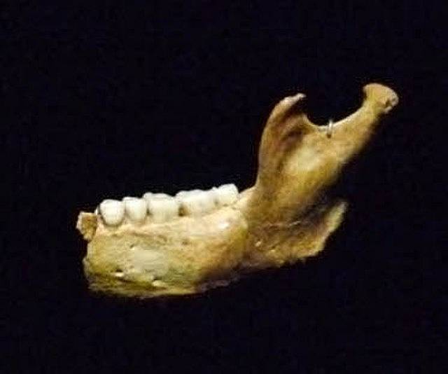 Čelist patřící hominidu Homo antecessor v Muzeu lidské evoluce v Burgosu