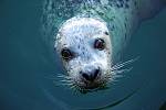 Kromě toho, že jsou tulení mláďata roztomilá a jsou důležitou součástí mořského ekosystému, mají podle nové studie neobvyklou schopnost