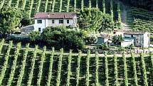 VINICE V OBLASTI MARCHE. Odrůdě pecorino se nejvíce daří právě v oblastech Marche a Abruzzi.