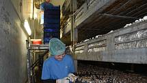 Pěstování žampionů a hlívy ústřičné ve firmě Agaricus v Kaznějově.