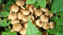 Václavky jsou oblíbené podzimní houby