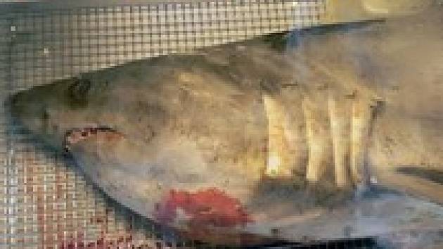 Žraločí maso v kanadských obchodech nechybí