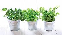Většina oblíbených bylinek je vytrvalá a můžeme je v nádobách pěstovat venku celoročně.