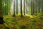 V roce 2021 vysázeli lesníci nové stromy na 40 679 hektarech.