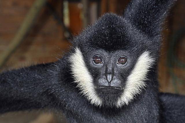 Dvojici v přírodě kriticky ohrožených opic gibonů bělolících získala v těchto dnech plzeňská zoologická zahrada.