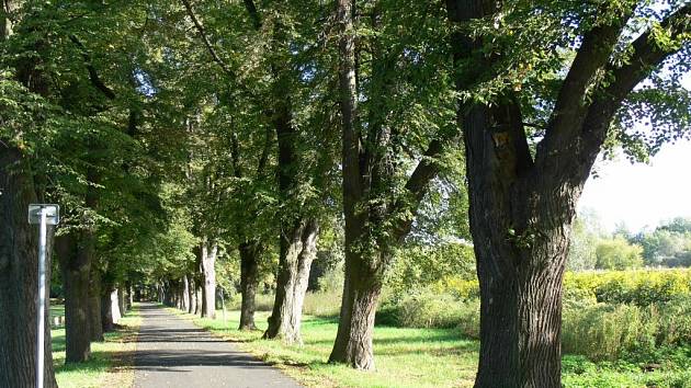 Miliony nových stromů pro Česko. Polovinu zaplatí stát, polovinu sponzoři  