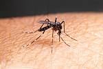 Pouze samice komárů sají lidskou krev, potřebují ji při produkci vajíček.