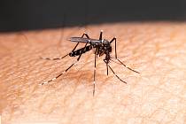 Komáři přenášejí viry i v České republice. Ilustrační foto