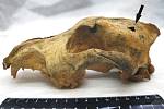 Lebka "altajského psa", stará asi 33,5 tisíce let